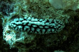20000912_Abu_Ramada_0004